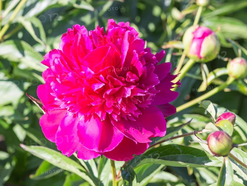 Pink peony flower in a botanical garden
