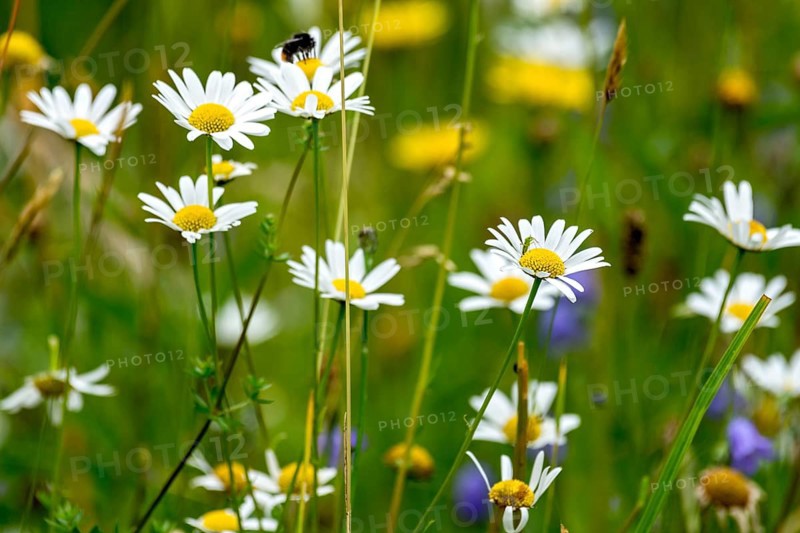 Flowering marguerites (Leucanthemum), colourful flowers, grasses and insects in a wild, natural flower meadow, Germany, Europe