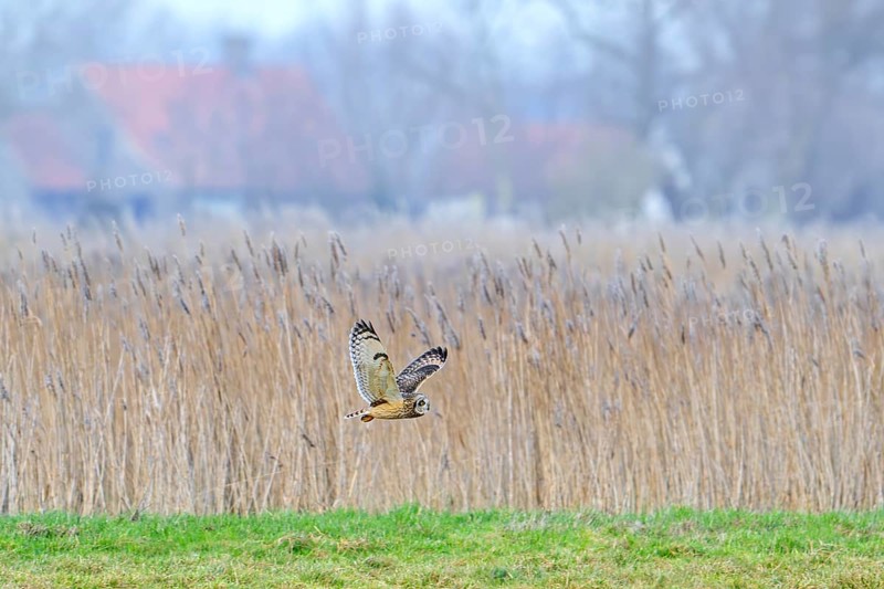 Short-eared owl (Asio flammeus) flying past reed bed in front of farm on a misty evening in winter, Uitkerkse Polder, West Flanders, Belgium, Europe