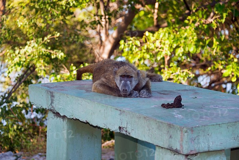 A baboon rests thoughtfully on a concrete slab with a view of the greenery, chacma baboon (Papio ursinus), Kasane, Chobe River National Park, Botswana, Africa