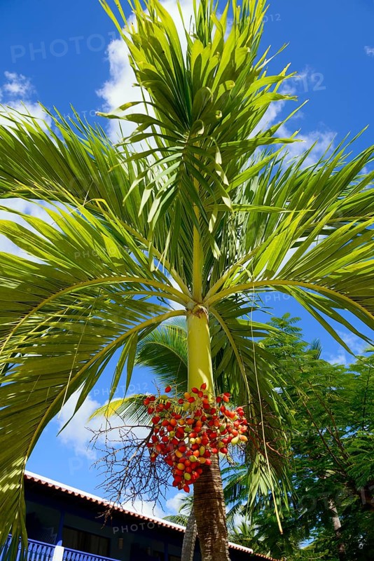A palm tree with ripe red fruits surrounded by green leaves with buildings in the background, Christmas palm, Manila palm (Adonidia merrillii), Bayahibe, Dominican Republic, Hispaniola, Caribbean, America, Central America