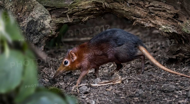 Black and rufous elephant shrew, black and rufous sengi, Zanj elephant shrew (Rhynchocyon petersi) jumping shrew native to Kenya and Tanzania