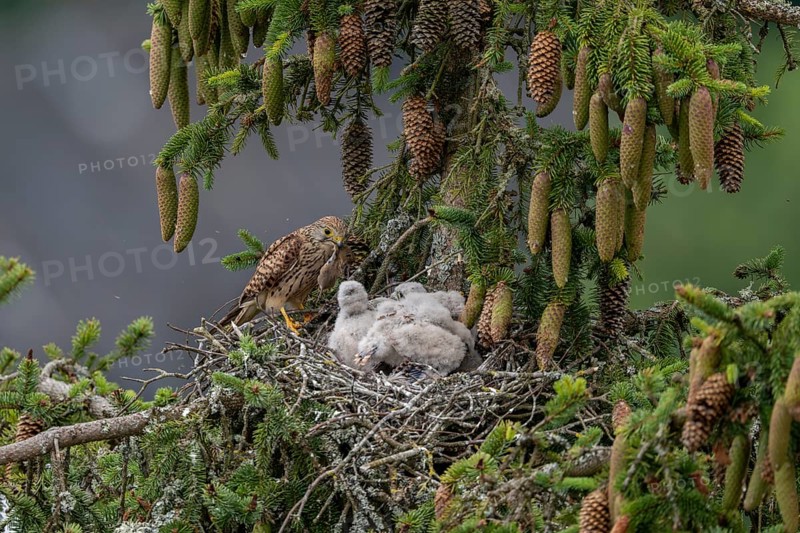 Common kestrel (Falco tinnunculus), female adult bird, feeding young birds not yet ready to fly, in the nest with a mouse, Rhineland-Palatinate, Germany, Europe