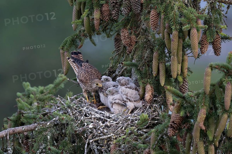 Common kestrel (Falco tinnunculus) at the nest with young birds, Daun, Eifel, Rhineland-Palatinate, Germany, Europe