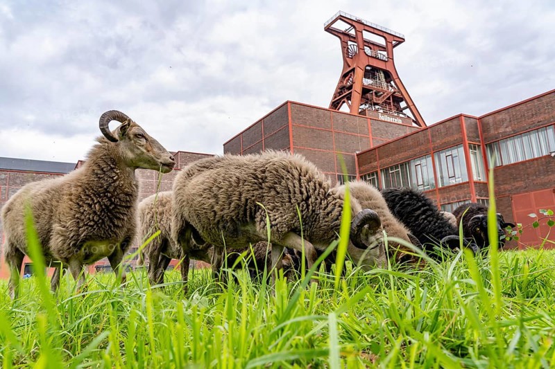 Sheep at the Zollverein Coal Mine Industrial Complex for the first time, 12 Heidschnucken and Drenther Heideschafe sheep will graze on the UNESCO World Heritage site until the end of October 2024, they are part of the green space maintenance concept and keep the meadows short, Essen, North Rhine-Westphalia
