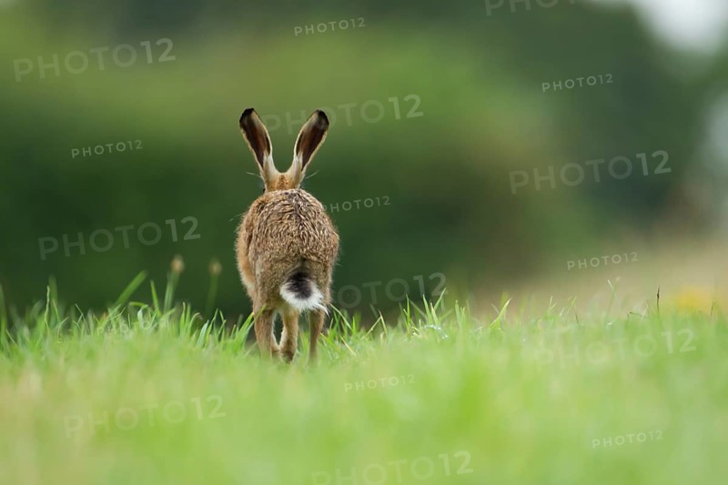 Brown hare (Lepus europaeus) adult animal running away in a farmland grass field in the summer, Norfolk, England United Kingdom