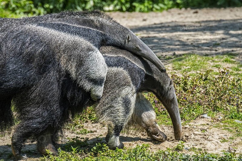 Two giant anteaters (Myrmecophaga tridactyla), ant bears insectivores native to Central and South America, couple mating