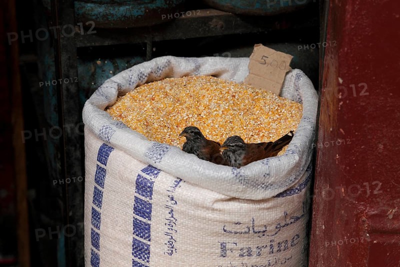 Birds in a sack of grain in the souk of Marrakech, Morocco, Africa