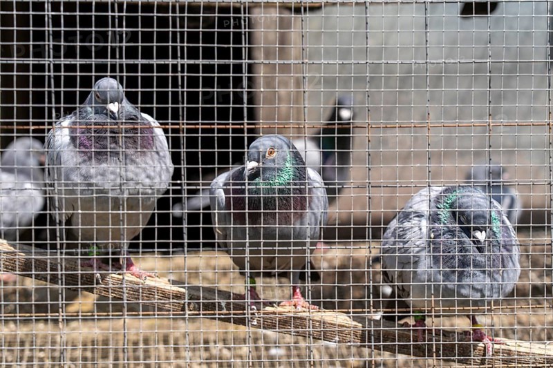 Carrier pigeons, in a pigeon loft, pigeon fancier, Mülheim, North Rhine-Westphalia, Germany, Europe