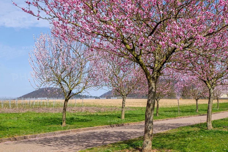 Almond tree blossom (Prunus dulcis), Siebeldingen, German Southern Wine Route, Southern Palatinate, Palatinate, Rhineland-Palatinate, Germany, Europe