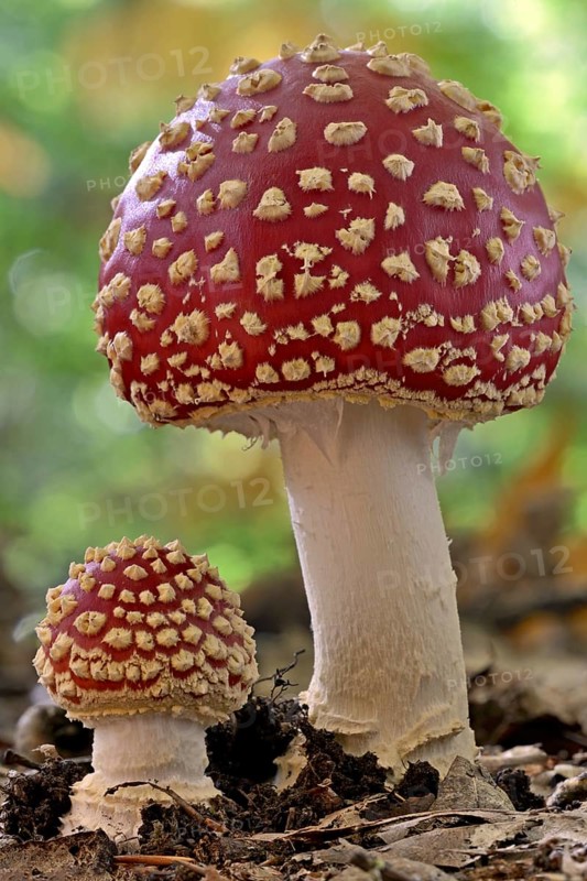 Fly agarics (Amanita muscaria), small and large fruiting body, North Rhine-Westphalia, Germany, Europe