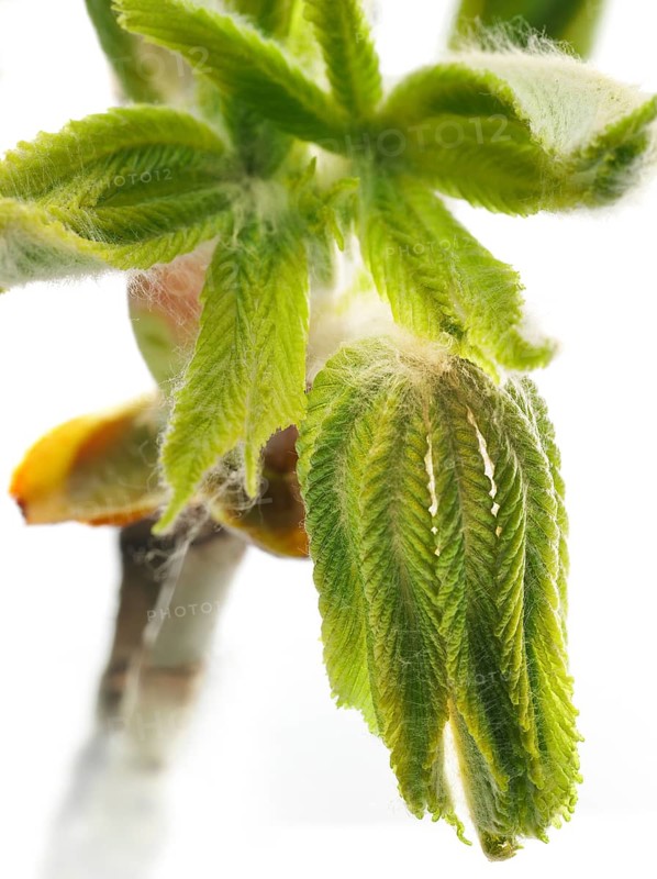 Chestnut, common horse-chestnut (Aesculus hippocastanum), young leaves, macro photograph