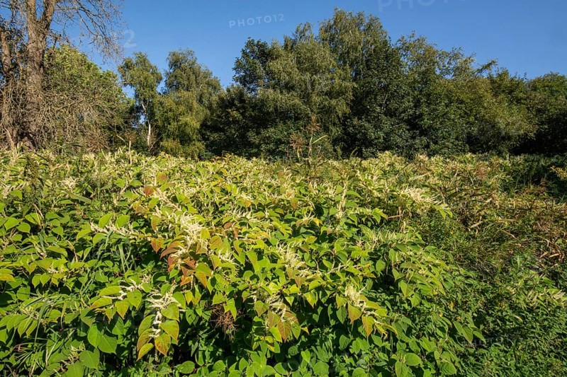 Flowering Japanese Knotweed (Fallopia Japonica), an invasive piece in a forest clearing in Ystad, Scania, Sweden, Scandinavia, Europe