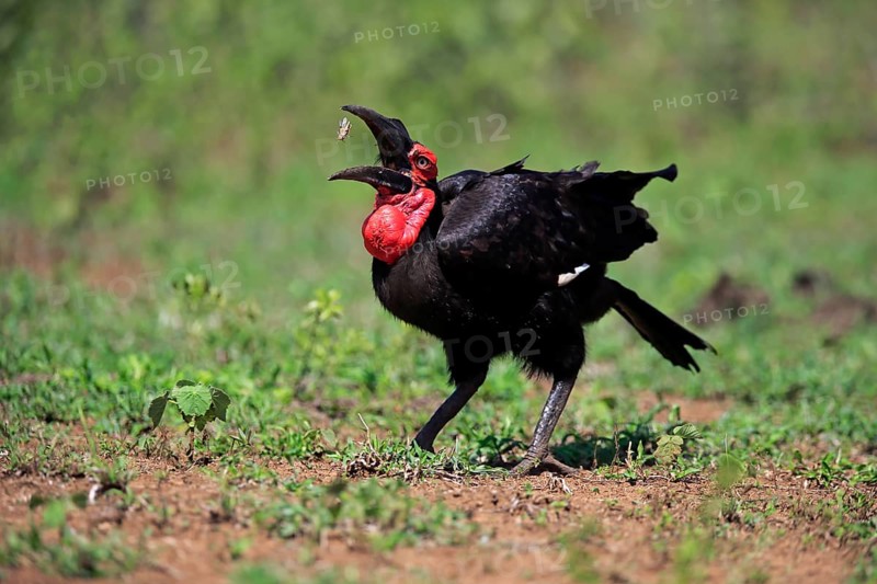 Red-faced hornbill, Southern ground hornbill, Kaffir hornbill (Bucorvus leadbeateri), adult foraging, feeding, Hluhluwe Umfolozi National Park, Hluhluwe iMfolozi National Park, KwaZulu Natal, South Africa, Africa
