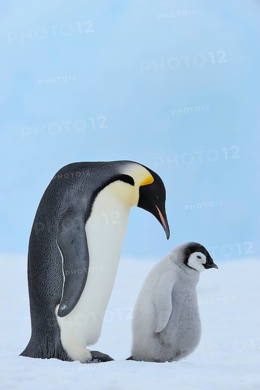 Emperor penguins, Aptenodytes forsteri, with a Chick, Snow Hill Island, Antartic Peninsula, Antarctica