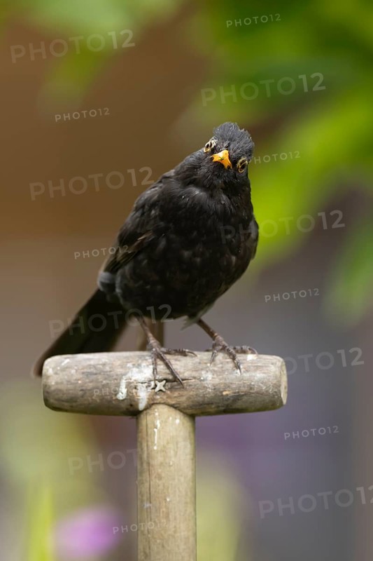 Eurasian blackbird (Turdus merula) adult male bird on a garden fork handle, Suffolk, England, United Kingdom, Europe