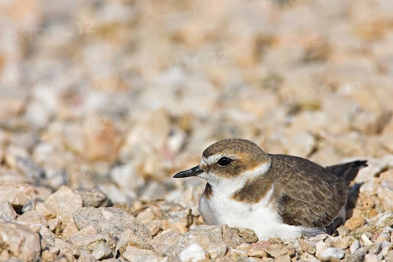 Kentish plover (Charadrius alexandrinus), Derbyshire, Lesbos Island, Greece, Europe