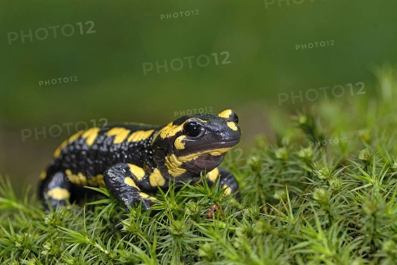 Fire salamander (Salamandra salamandra), Bavarian Forest NP, Bavaria, Federal Republic of Germany