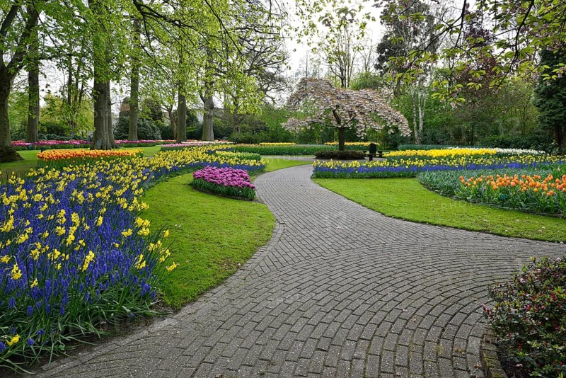 Tulips (Tulipa), daffodils (Narcissus) and grape hyacinths (Muscari) at Keukenhof, Lisse, South Holland