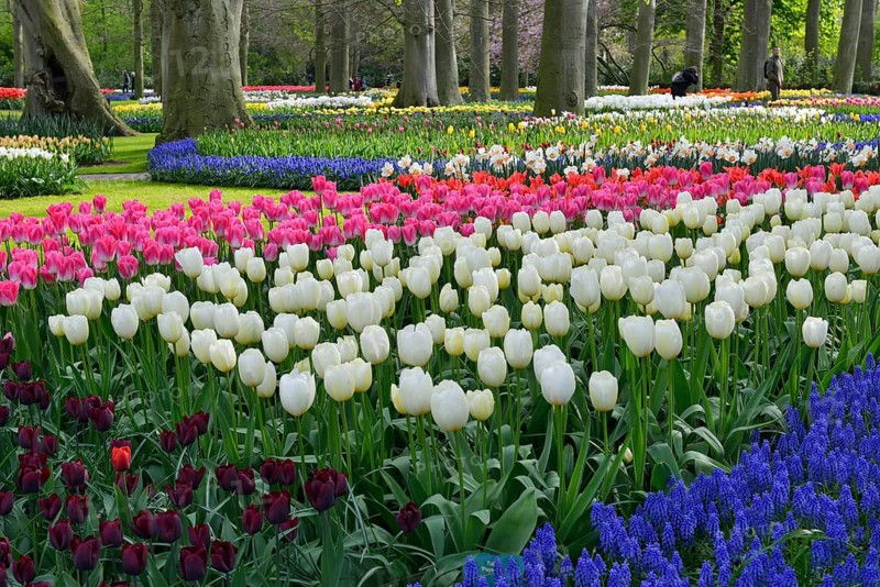 Tulips (Tulipa) and grape hyacinths (Muscari) at Keukenhof, Lisse, South Holland