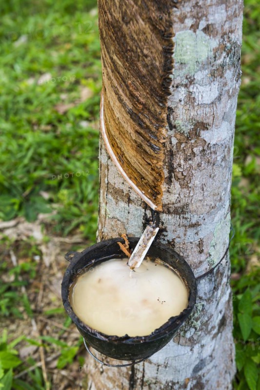 Rubber plantation, chewing gum, rubber tree, nature, plant, harvest, cultivation, extraction, useful plant, bark, tropics, tropical tree, economy, economic sector, industry, agriculture, raw material, raw material extraction, latex, tropical, Thailand, Asia