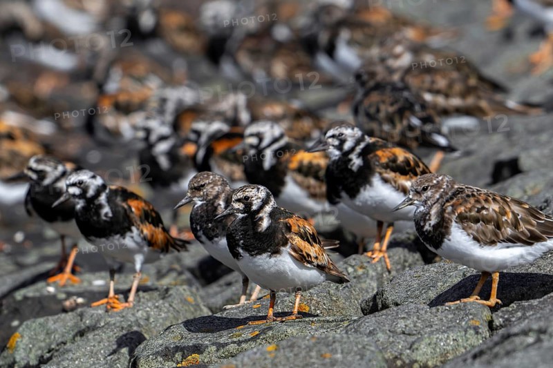 Flock of ruddy turnstones (Arenaria interpres) in breeding plumage resting on stone breakwater used as high tide refuge during high water in summer
