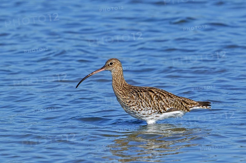Eurasian curlew, common curlew (Numenius arquata) foraging in shallow water of pond in saltmarsh along the North Sea coast in summer
