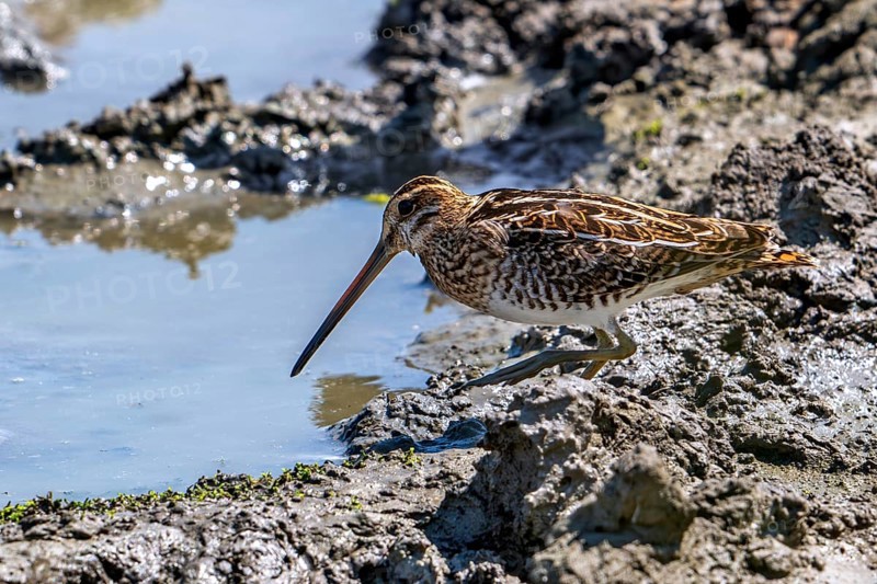 Common snipe (Gallinago gallinago) in camouflage colours foraging in the mud along muddy shore of pond in saltmarsh in summer