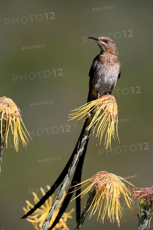 Cape Honeybird (Promerops cafer), adult, male, singing, on flower, Protea, Kirstenbosch Botanical Gardens, Cape Town, South Africa, Africa