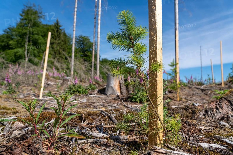 Reforestation in the Arnsberg Forest near Hirschberg, Soest district, young conifers, green Douglas firs, on the site of a spruce forest that had died and been felled due to heavy bark beetle infestation, North Rhine-Westphalia, Germany, Europe