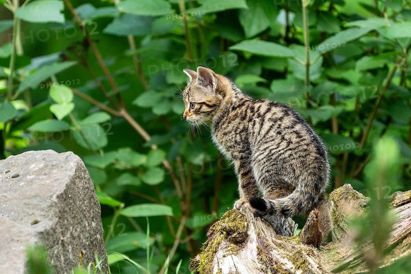 A kitten sits on a tree trunk and looks to the side into a green forest, wildcat (Felis silvestris), kittens, Germany, Europe