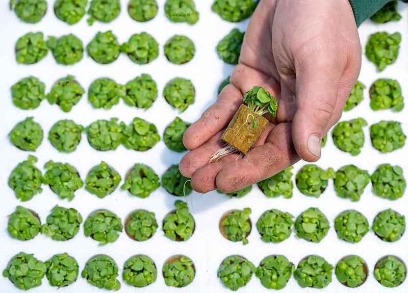 Agriculture, herb gardening, basil young plants, in pressed pots, with growing soil and nutrients, are planted in beds in a greenhouse