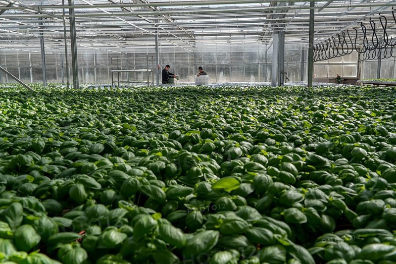 Agriculture, herb gardening, basil plants in pots, in a greenhouse