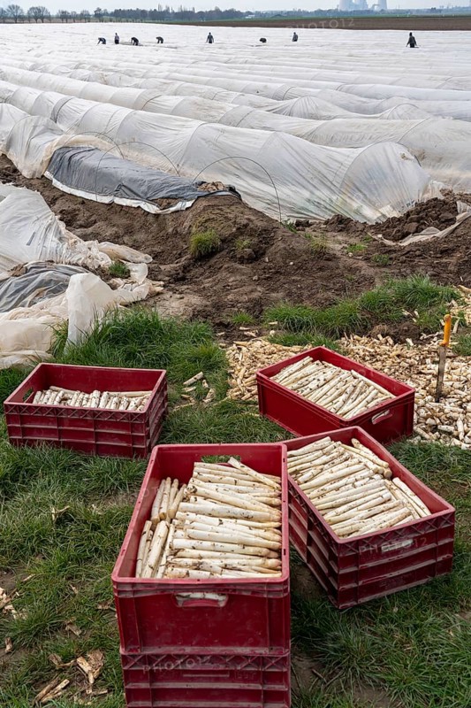 Asparagus harvest in the Rhineland, asparagus pickers at work in an asparagus field covered with plastic sheeting to allow the asparagus to grow better in the cold spring, Dormagen-Broich, North Rhine-Westphalia, Germany, Europe