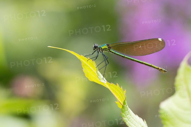 A Banded demoiselle (Calopteryx splendens), female, sitting on a leaf in front of a blurred background, Hesse, Germany, Europe