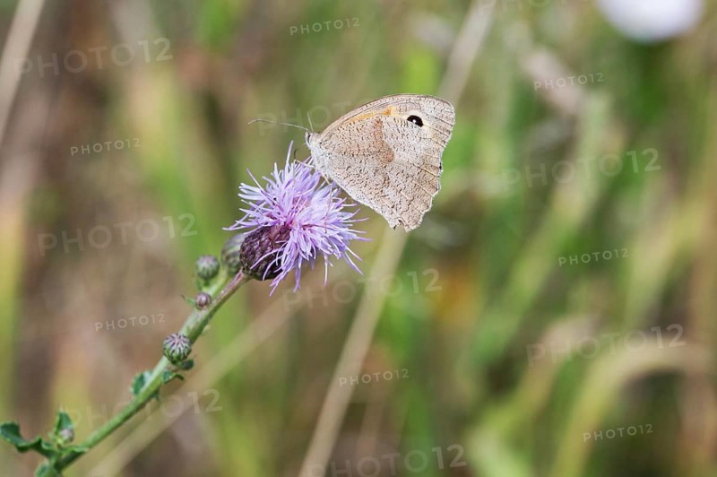 Meadow Brown (Maniola jurtina) on a flower of Spear Thistle (Cirsium vulgare), Bavaria, Germany, Europe