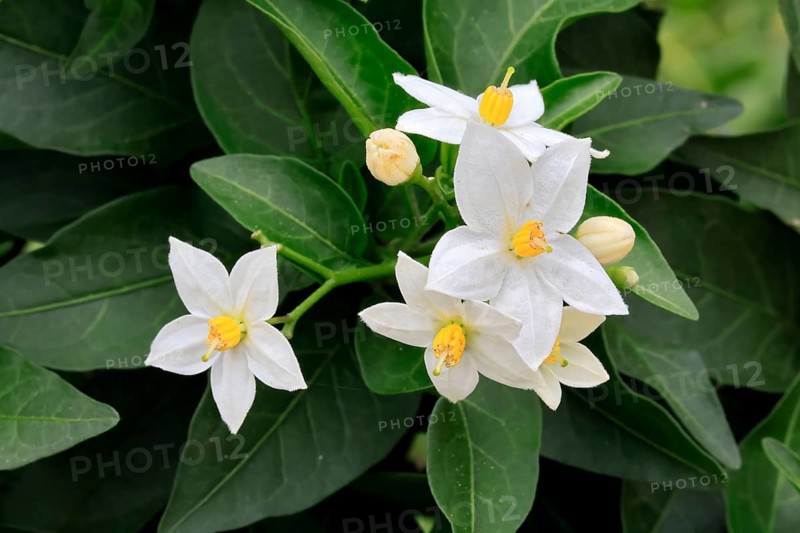 Solanum laxum (Solanum laxum), flowering, flower, Ellerstadt, Germany, Europe