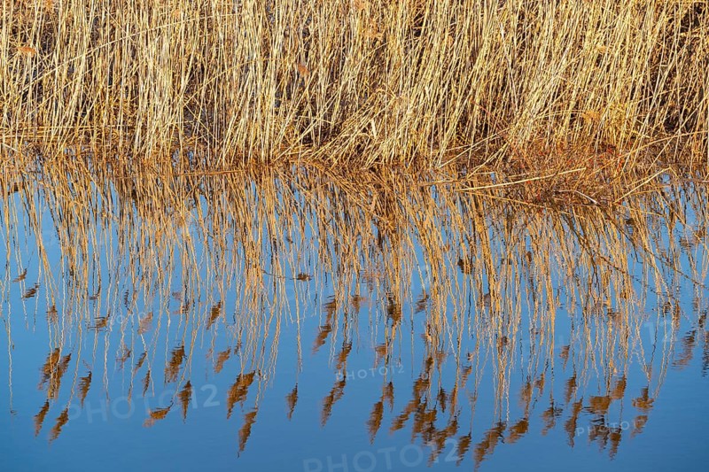 Reeds reflected in the water in the floodplain along the Oder river, Groß Neuendorf, Oderbruch, Brandenburg, Germany, Europe