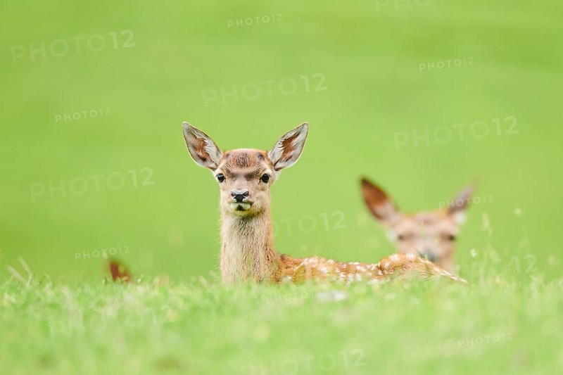 Red deer (Cervus elaphus) fawn on a meadow in the mountains in tirol, herd, Kitzbühel, Wildpark Aurach, Austria, Europe