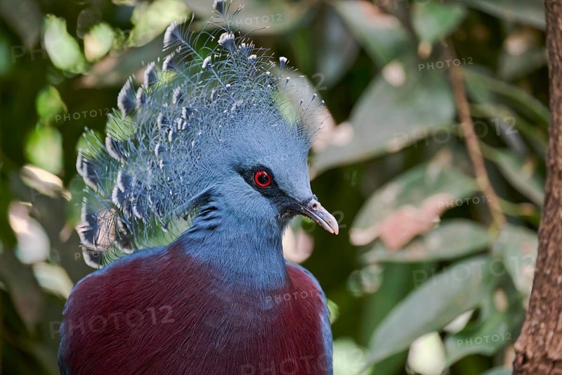 Victoria crowned pigeon (Goura victoria), captive, Lower Saxony, Germany, Europe