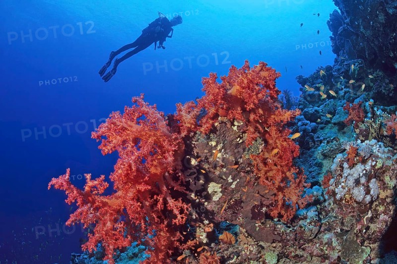 Large red soft coral (Dendronephthya), silhouette of diver in the background, Red Sea, Port Ghalib, Egypt, Africa