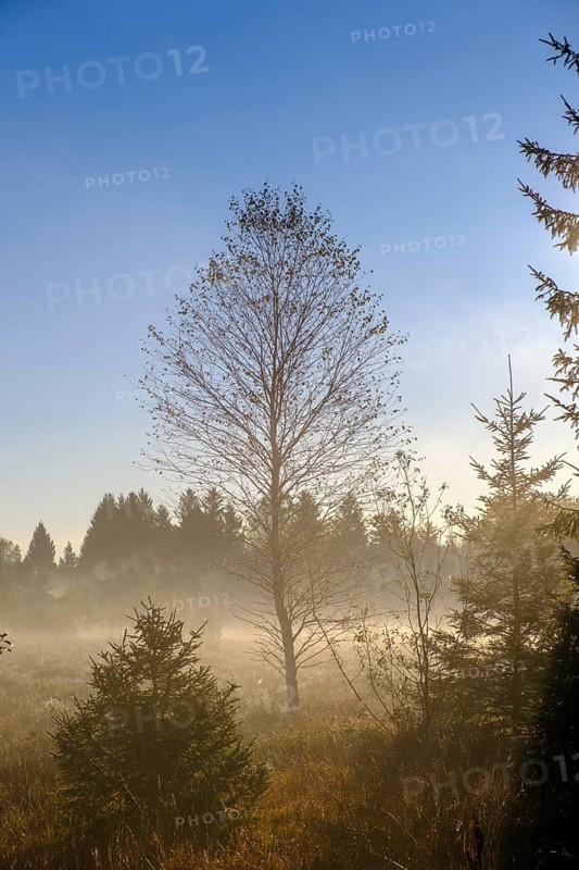 Sunrise with fog, in the Kirchsee Filzen, Kirchseemoor, near Sachsenkam, Tölzer Land, Alpine foothills, Upper Bavaria, Bavaria, Germany, Europe