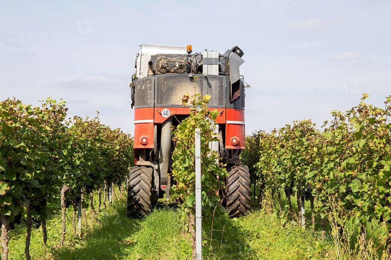 Harvest of Sankt Laurent red wine grapes in the Palatinate
