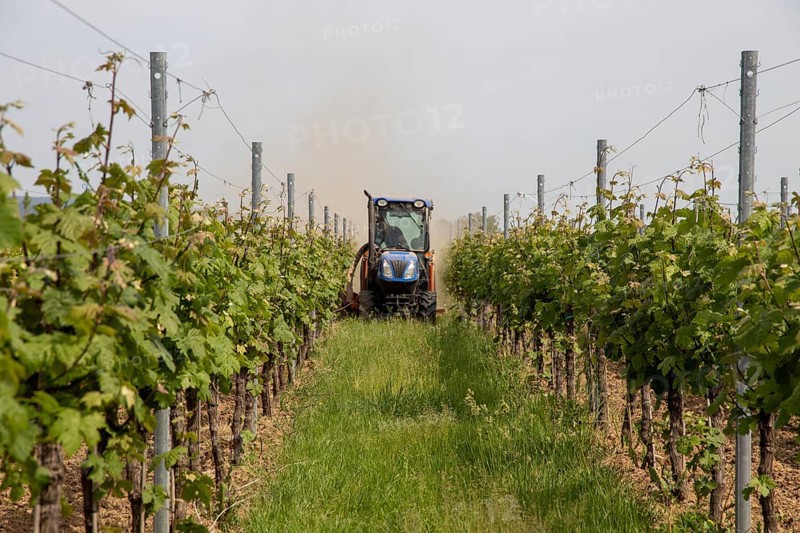 Soil cultivation in the vineyard, here near Neustadt an der Weinstraße, Palatinate