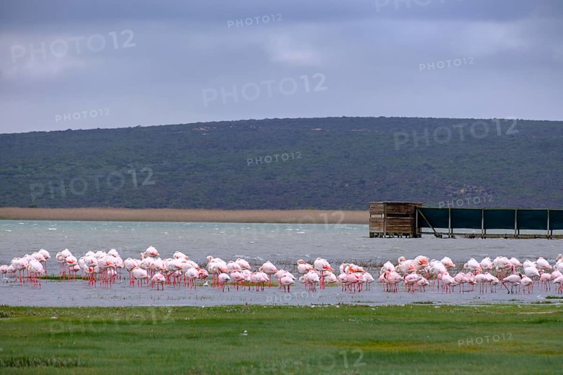 Flamingos in the lagoon at the Geelbek Information Centre, Langebaan Lagoon, West Coast National Park, West Coast National Park, Western Cape, South Africa, Africa
