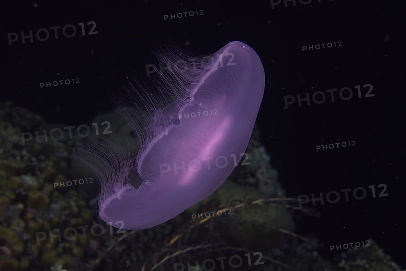 Common jellyfish (Aurelia aurita) at night. Dive site St. Johns Reef, Red Sea, Egypt, Africa