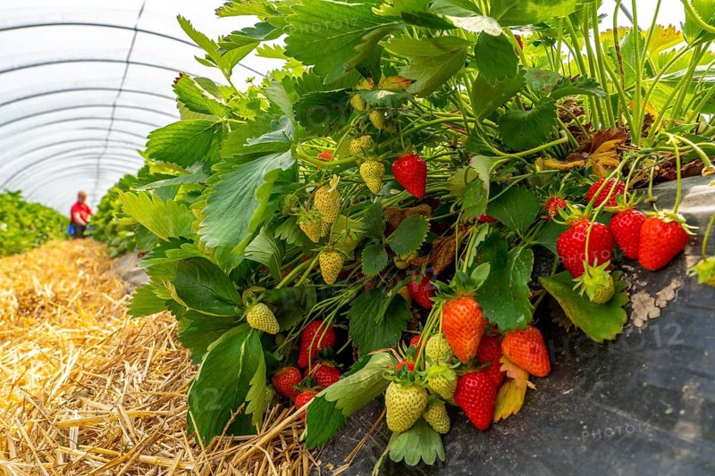 Harvesting strawberries, harvest helper, strawberry cultivation in the open field, under a foil tunnel, young strawberry plants growing up, in different stages of ripeness, near Dormagen, Rhineland, North Rhine-Westphalia, Germany, Europe