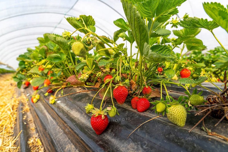 Harvest of strawberries, strawberry cultivation in the open, under a foil tunnel, young strawberry plants growing, in different stages of ripeness, near Dormagen, Rhineland, North Rhine-Westphalia, Germany, Europe