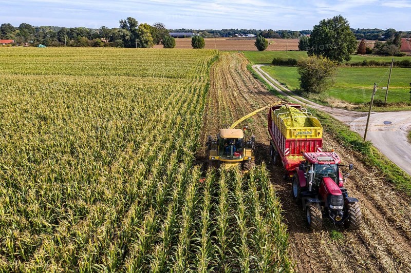 Maize harvest, combine harvester, chopper works its way through a maize field, the silage is pumped directly into a trailer, serves as cattle feed, Lower Rhine, Rees, North Rhine-Westphalia, Germany, Europe
