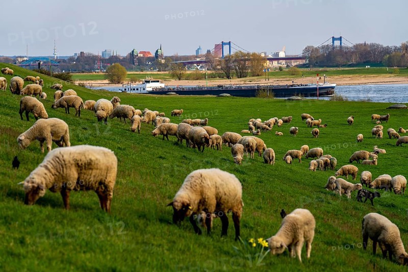 Rhine dyke near Duisburg-Beeckerwerth, flock of sheep, Duisburg, North Rhine-Westphalia, Germany, Europe